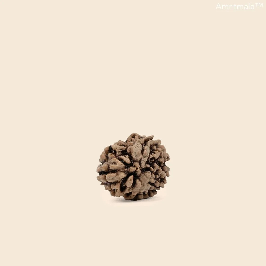 REAL FOUR FACE RUDRAKSHA BY AMRITMALA