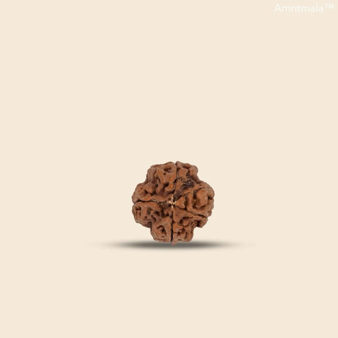 REAL THREE FACE RUDRAKSHA