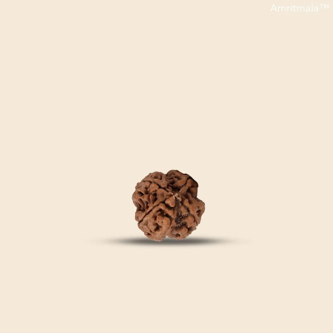 REAL THREE FACE RUDRAKSHA